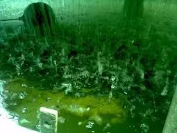 Green algae