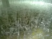 Algae reduced