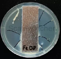 Bateria in normal chlorinated drinking water